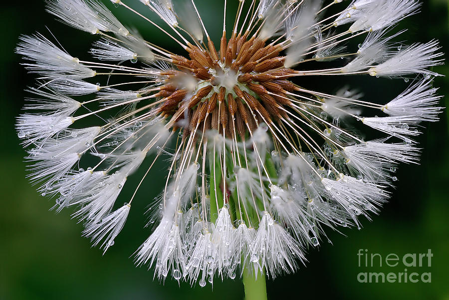 Dandelion Seedhead Photograph by Jogchum Reitsma