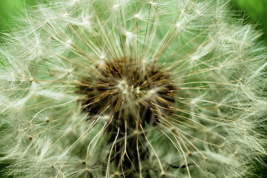 Dandelion seedhead Photograph by SAURAVphoto Online Store