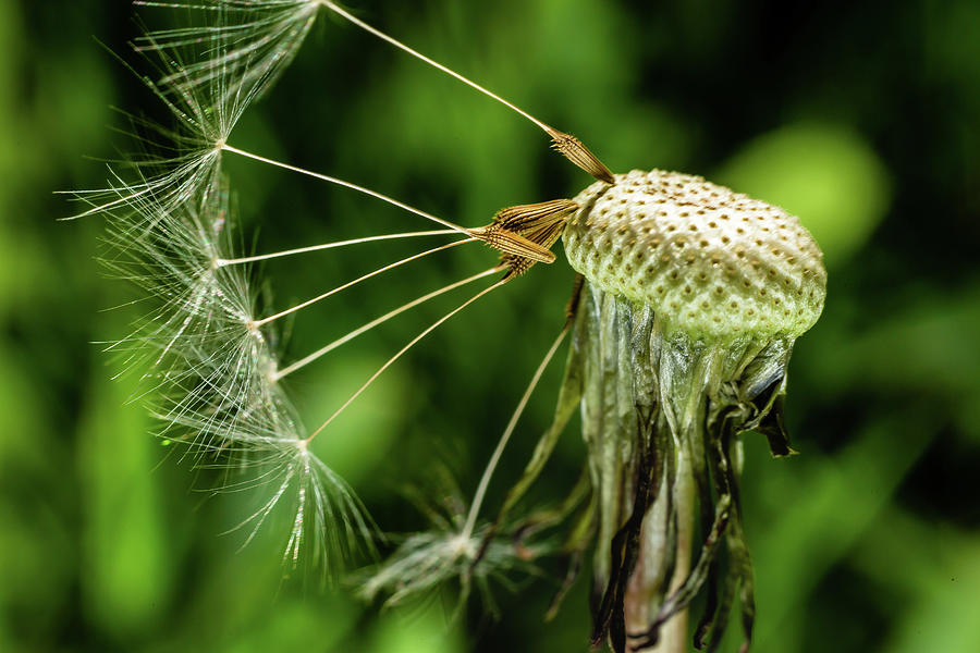 Dandelion seedhead - withered Photograph by SAURAVphoto Online Store