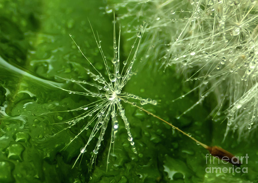 Dandelion Seedling Abstract Art Photograph by Sandra Js