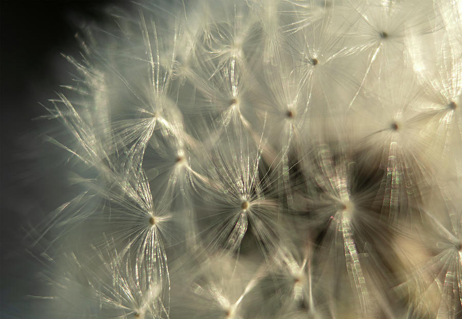 Dandelion Seedlings Close Up Artwork Photograph