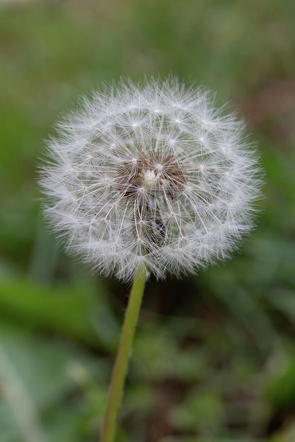 Dandelion seeds Photograph by Avenue Des Images Dandelion seeds Photograph by Avenue Des Images
