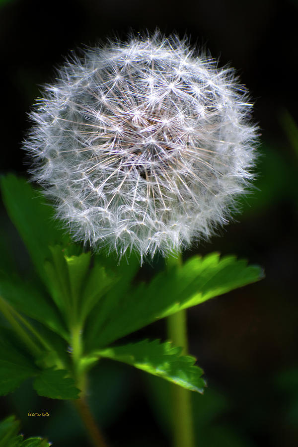 Dandelion Seeds Photograph by Christina Rollo
