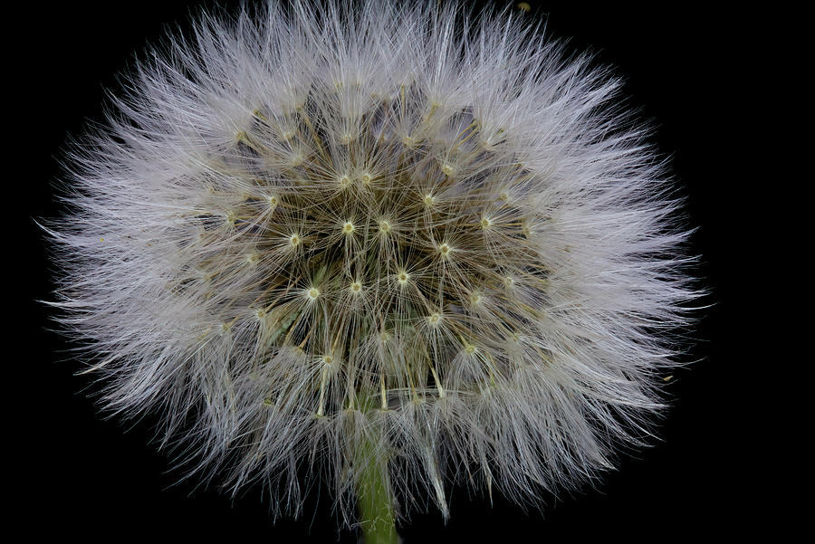Dandelion Seeds Close-up Photograph by Scott Carlton