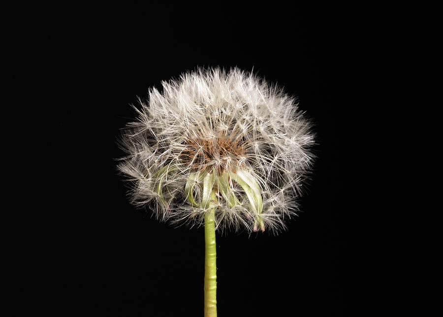 Dandelion Seeds on Black Photograph by Amelia Pearn