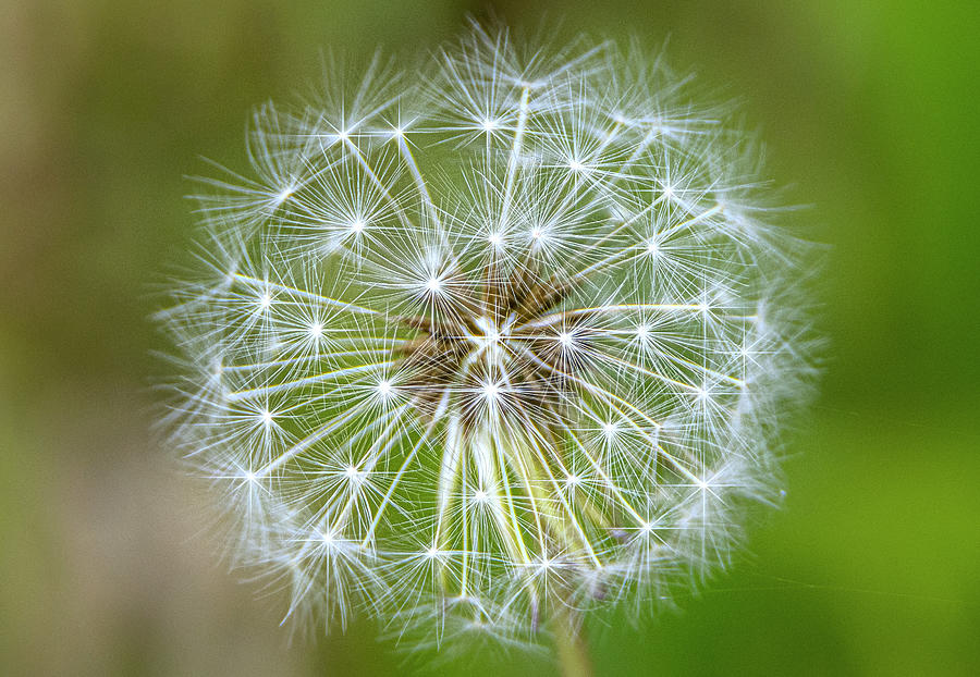 Dandelion Seeds Photograph by Sandra Js