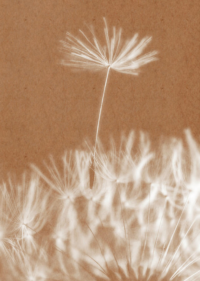 Dandelion Seeds by Trevor Slauenwhite Dandelion Seeds by Trevor Slauenwhite