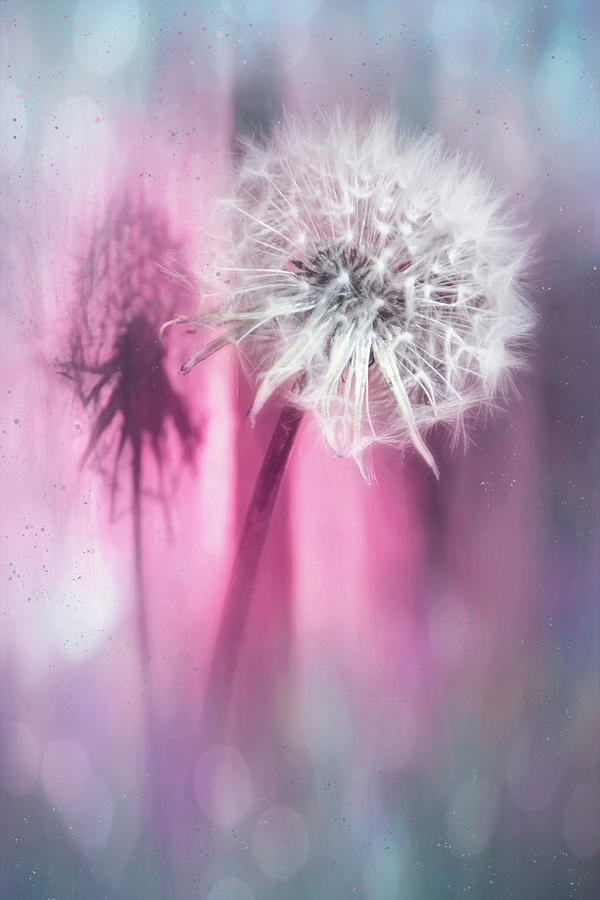 Dandelion Shadow Baby Pink and Blue Photograph by Carol Japp
