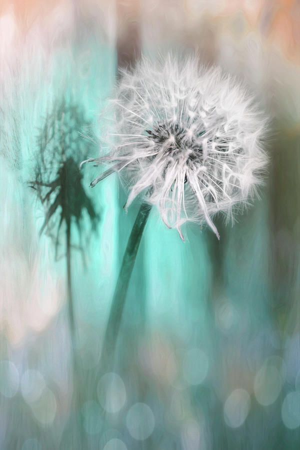 Dandelion Shadow  Photograph by Carol Japp