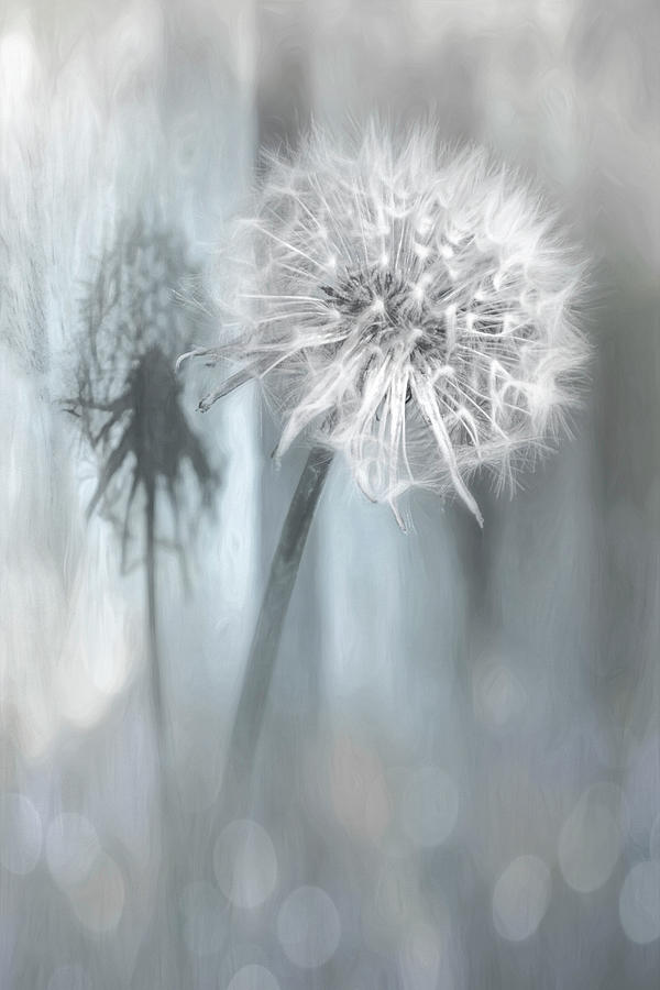 Nature Photograph - Dandelion Shadow Shades of Grey by Carol Japp