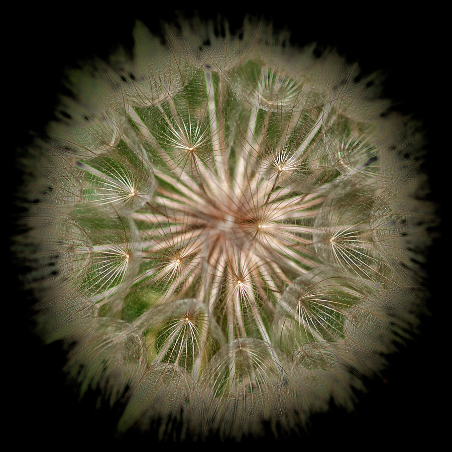 Dandelion Snowflake Photograph by Betty Depee