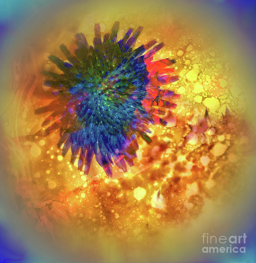 Dandelion Sunburst Abstract Photograph by Judi Bagwell