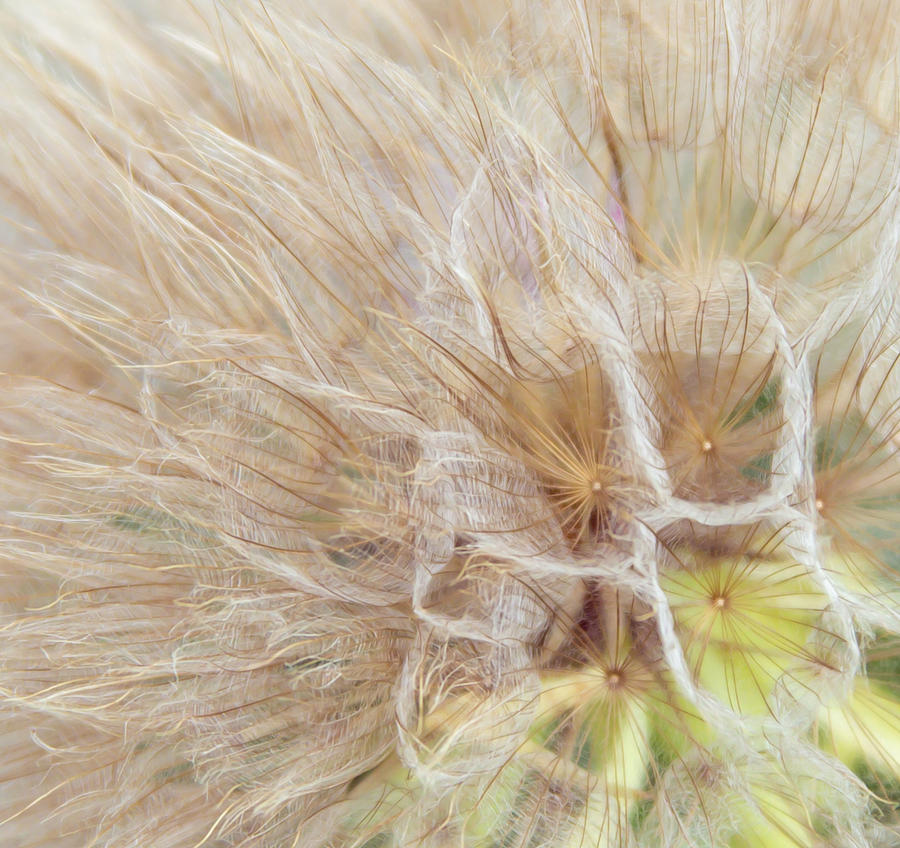 Dandelion Macro  Photograph by Terry Walsh