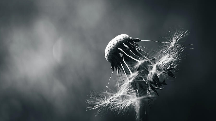 Dandelion to dust Photograph by Scott Lyons