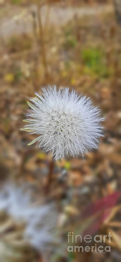 Nature Photograph - Dandelion by Tony Baca