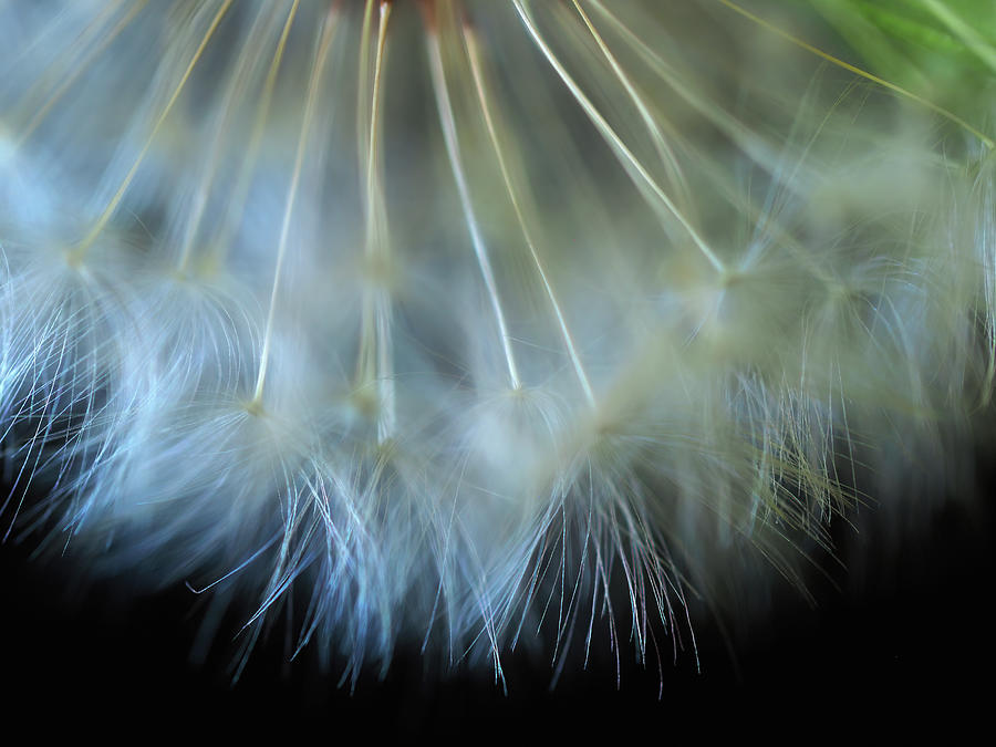 Dandelion Tutu Photograph by Joe Schofield