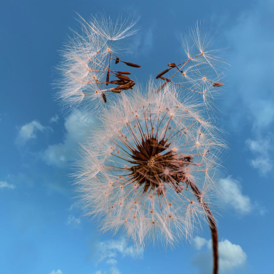 Dandelion - Under THe Blue Sky Photograph by Lily Malor