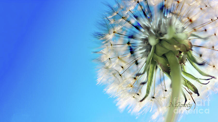 Dandelion Underskirt Photograph by Natalie Dowty