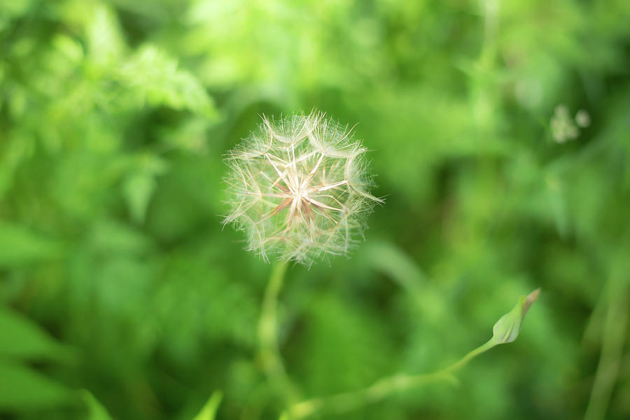 Dandelion Up Close Photograph by Aarthi Arunkumar