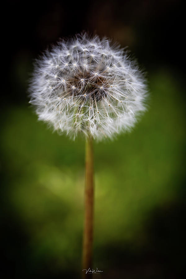 Flowers Still Life Photograph - The Dandelion by Vicki Walsh