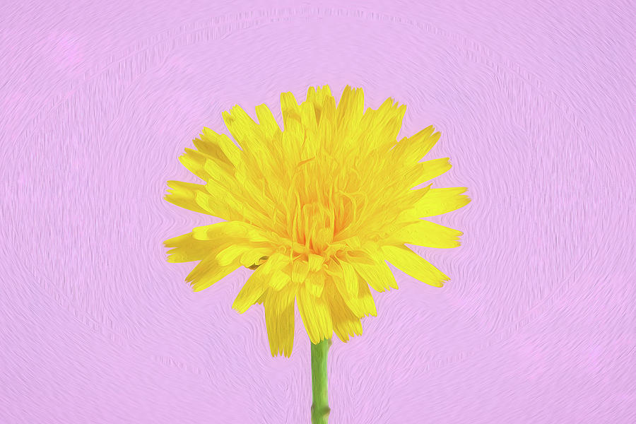 Dandelion Weed Herb or Medicine Digital Art by John Kirkland