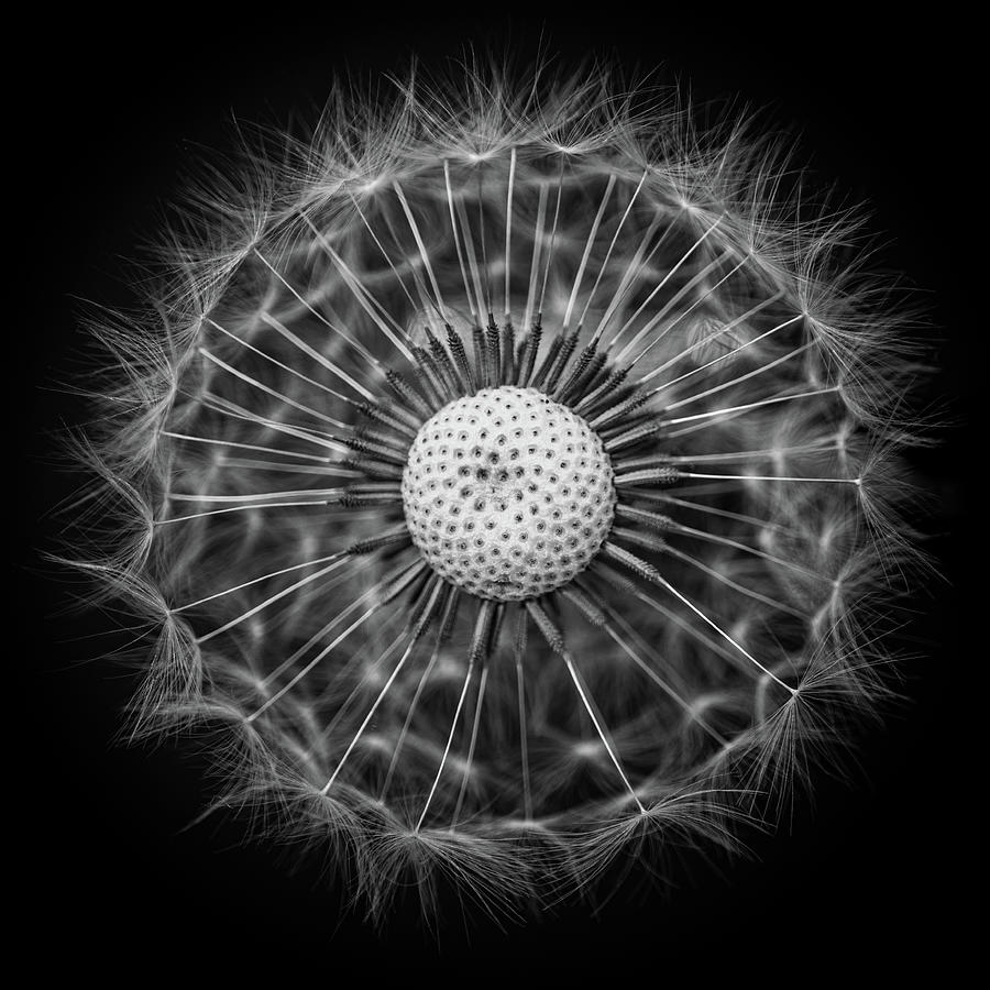 Dandelion Wheel Photograph by Nigel R Bell