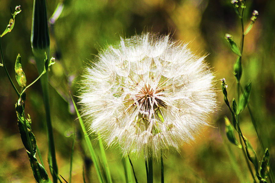 Dandelion Wishes Photograph by Marla Steinke