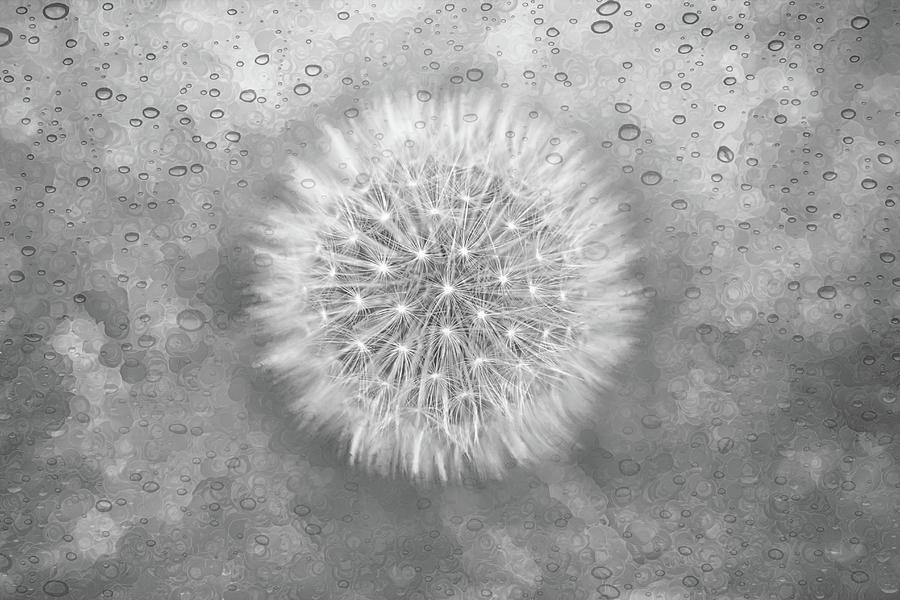 Dandelion Wishes Shades of Grey  Photograph by Carol Japp