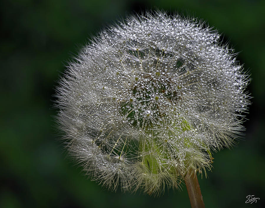 Dandelion With Dew Photograph by Endre Balogh