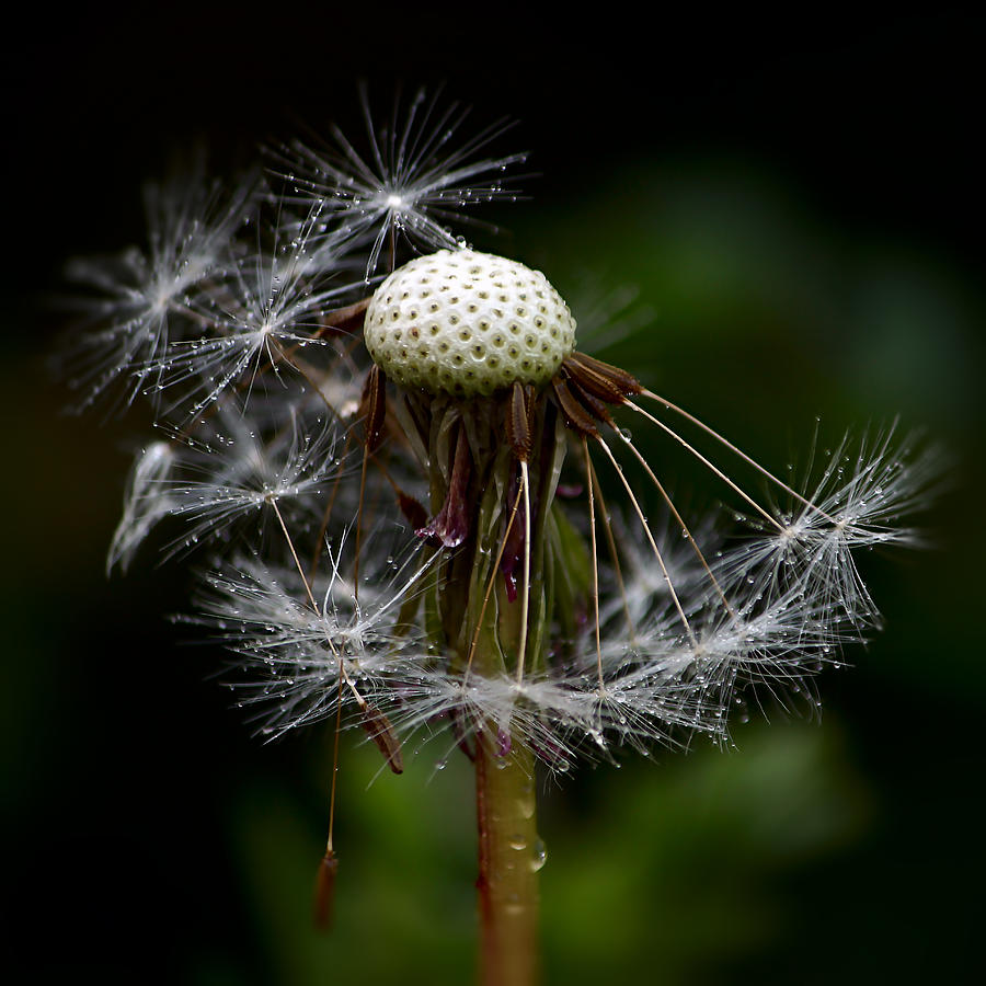 Dandelion With Dew Photograph by Gregoria Gregoriou Crowe fine art and creative photography.