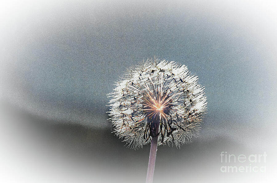Abstract Photograph - Dandelion With Fireworks by Randy J Heath