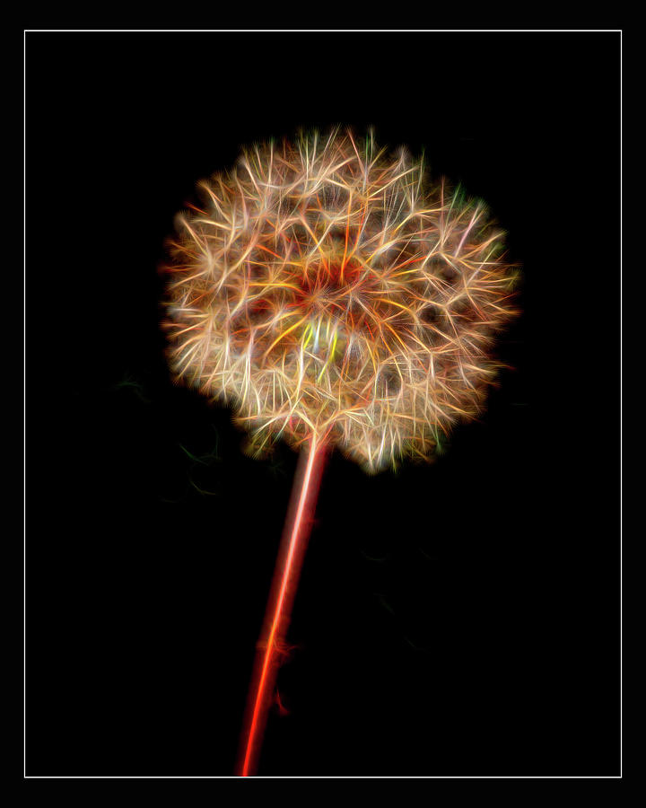 Dandelion Wld Flower 103.2107 Photograph by M K Miller