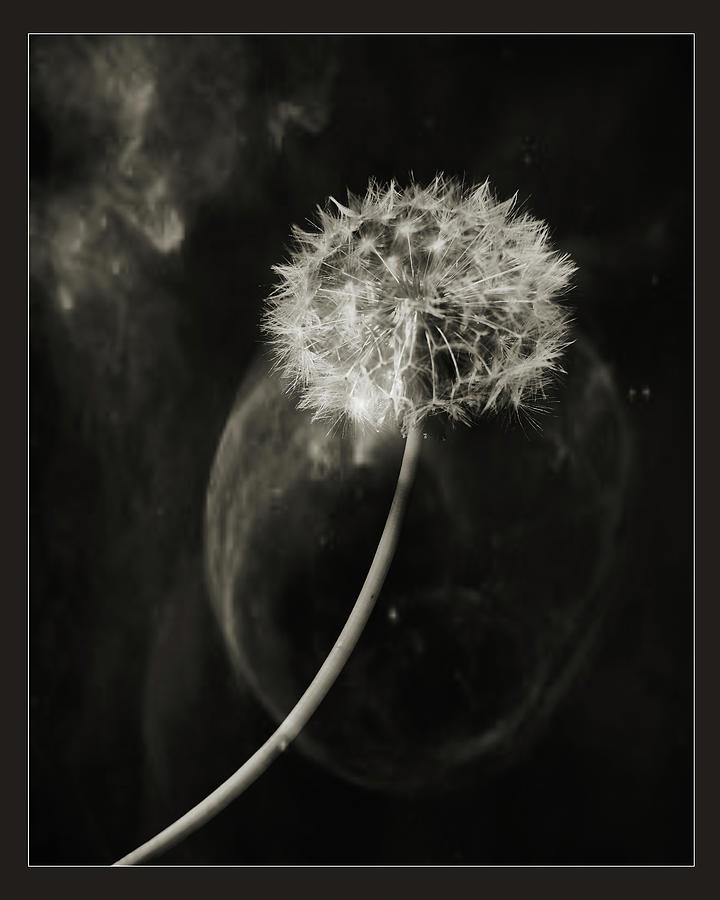 Dandelion Wld Flower 201.2107 Photograph by M K Miller
