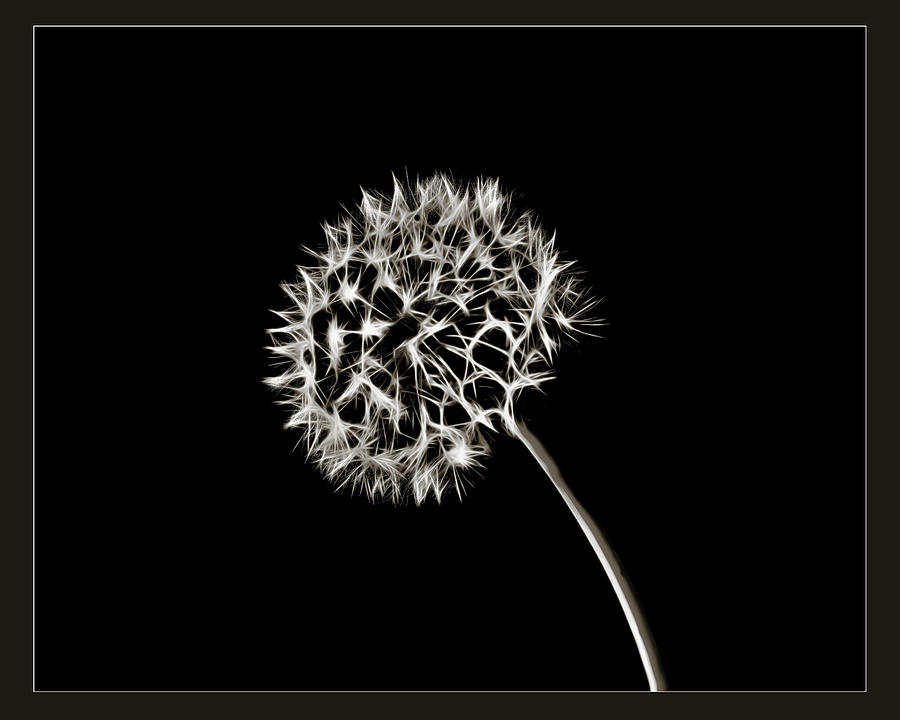 Dandelion Wld Flower 202.2107 Photograph by M K Miller