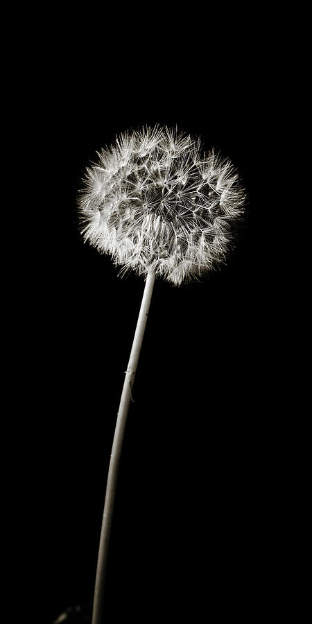 Dandelion Wld Flower 221.2107 Photograph by M K Miller