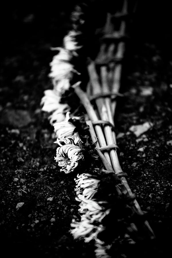 Dandelion Wreath Photograph by Hakon Soreide