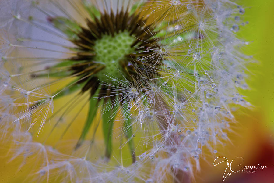 Dandelion Yellow Beauty Photograph by Evie Carrier