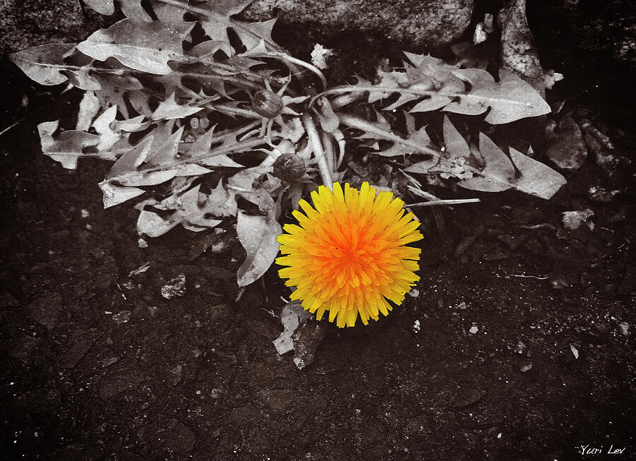 Flowers Still Life Mixed Media - Dandelion by Yuri Lev