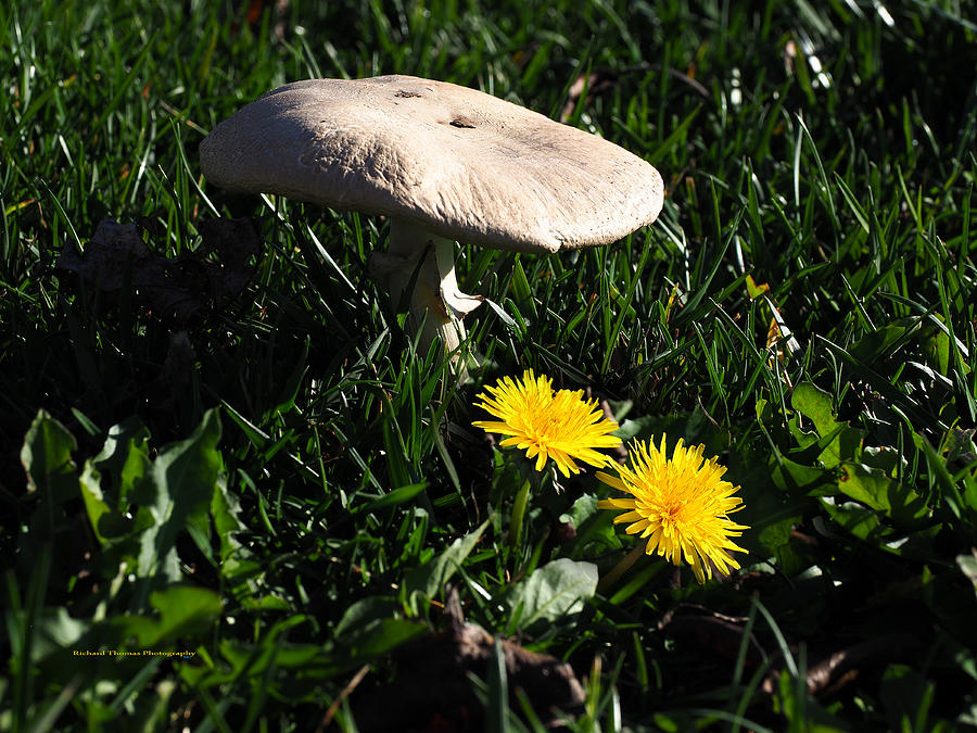Dandelions and Toadstool Photograph by Richard Thomas