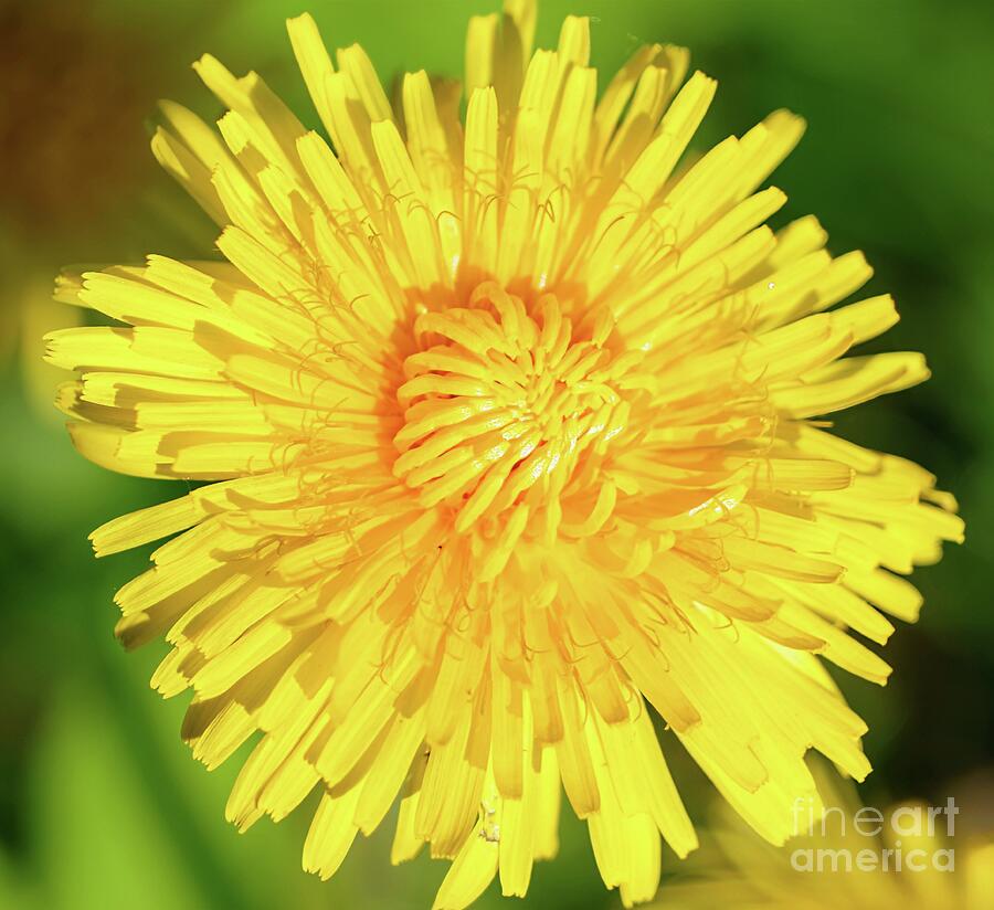 Dandelions Aren't Just Weeds Photograph by Scott Mason Photography ...