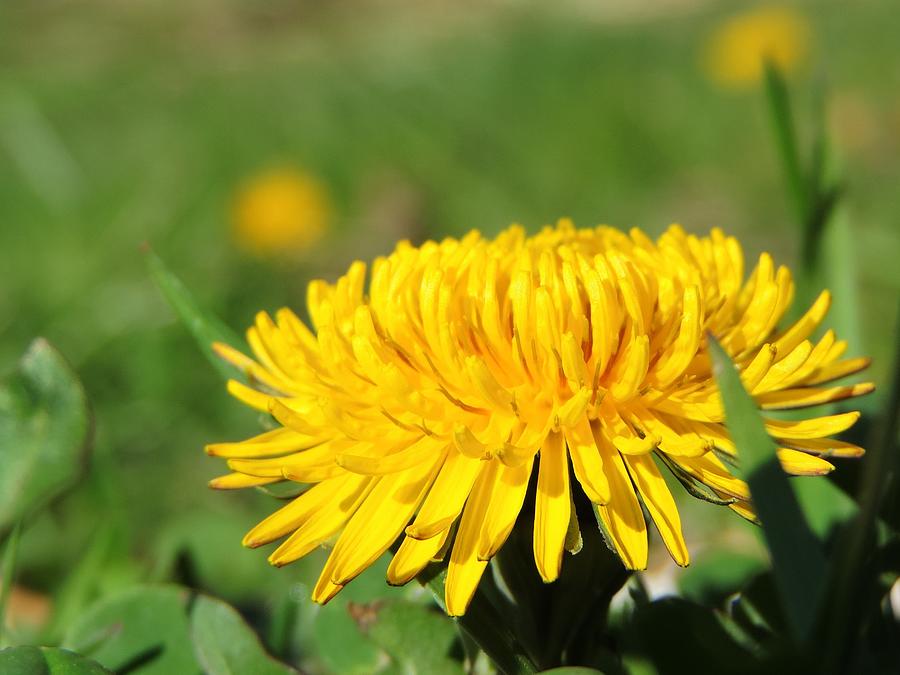 Dandelion's beauty Digital Art by Montserrat Alvarado - Fine Art America