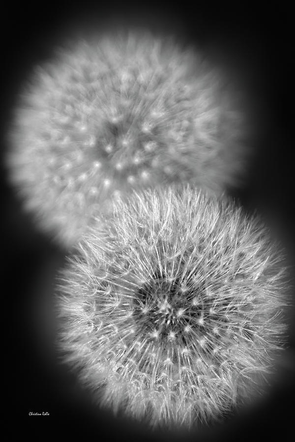 Dandelions Black And White Photograph by Christina Rollo