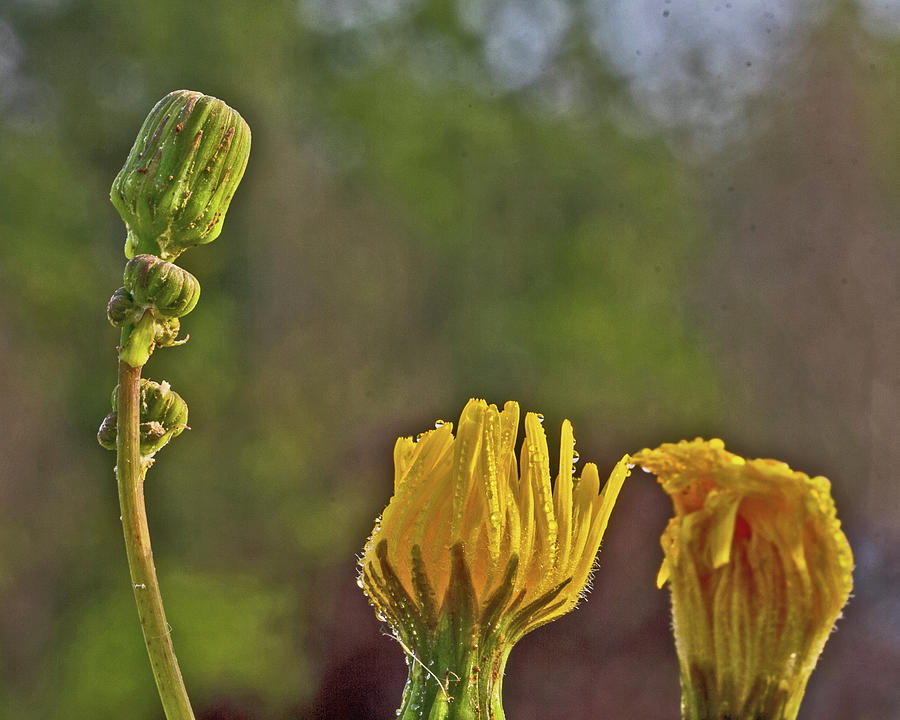 Dandelions blooming yellow greens July 2015 203262020 0231 Photograph by David Frederick