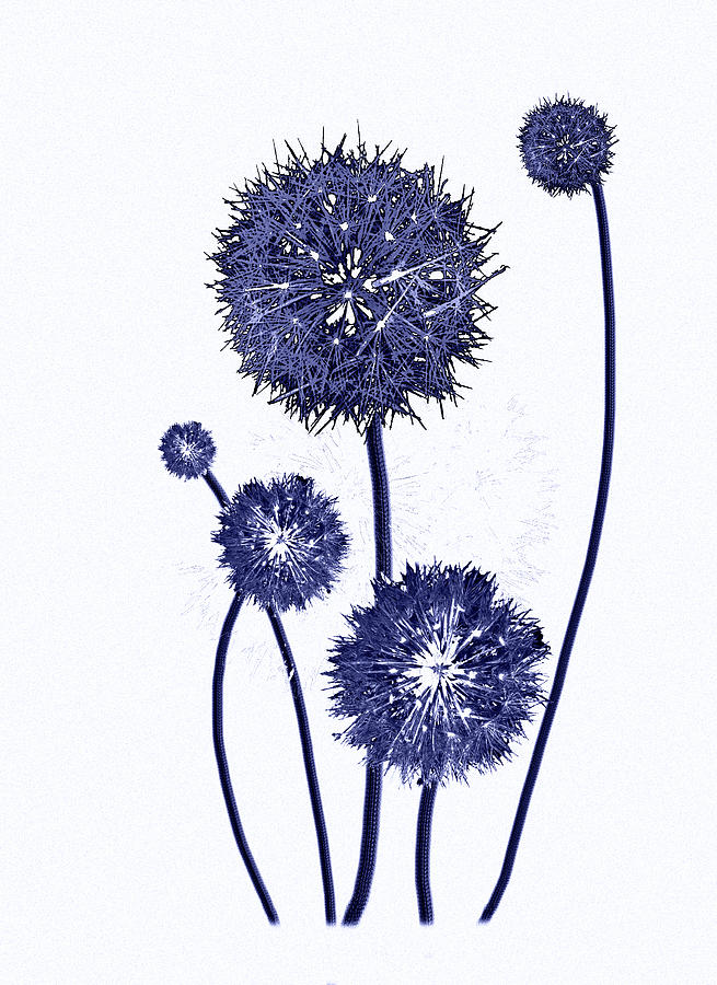 Dandelions Blue Digital Art by Adria Trail