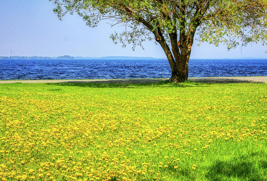 Dandelions field at springtime Photograph by Tatiana Travelways