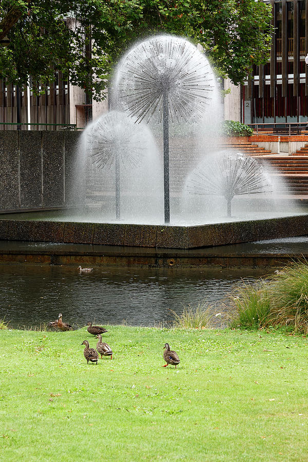 Dandelions Fountain Photograph by Sally Weigand - Pixels