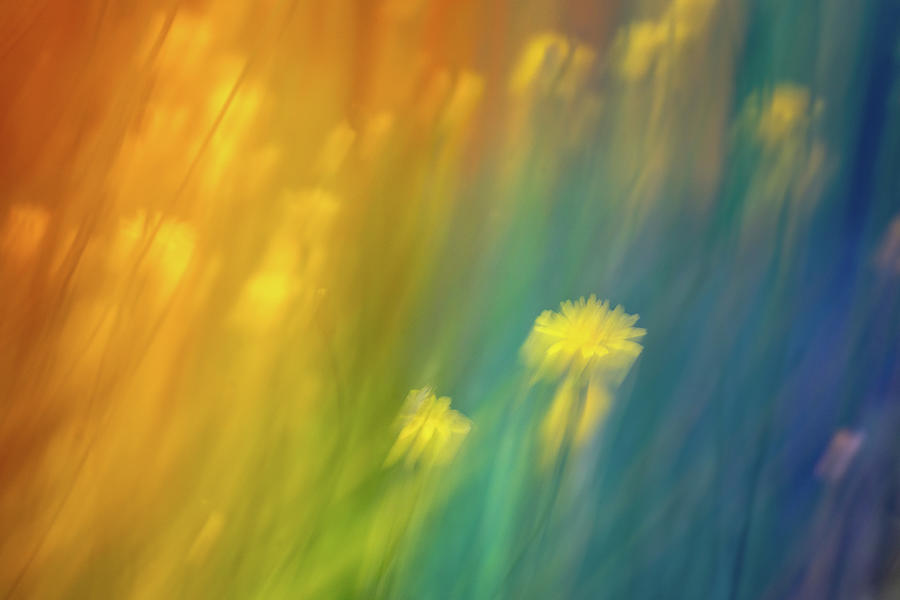 Dandelions in a Rainbow Photograph by Ada Weyland