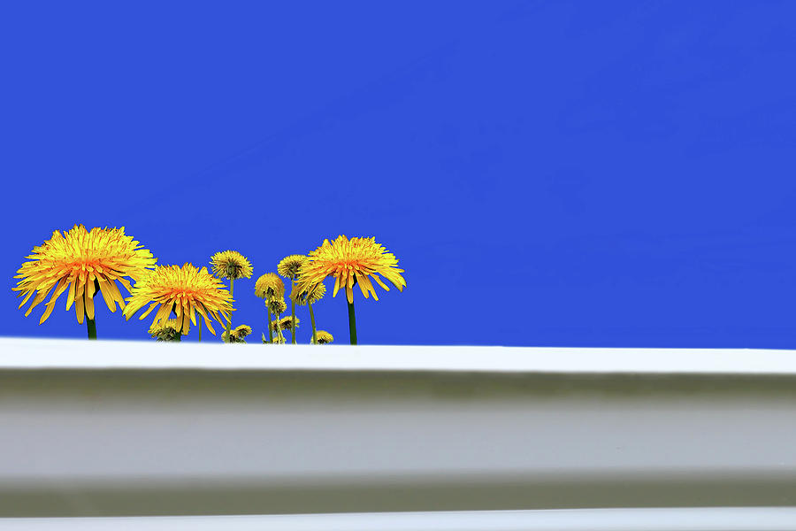 Dandelions in the Gutter Photograph by Anthony M Davis
