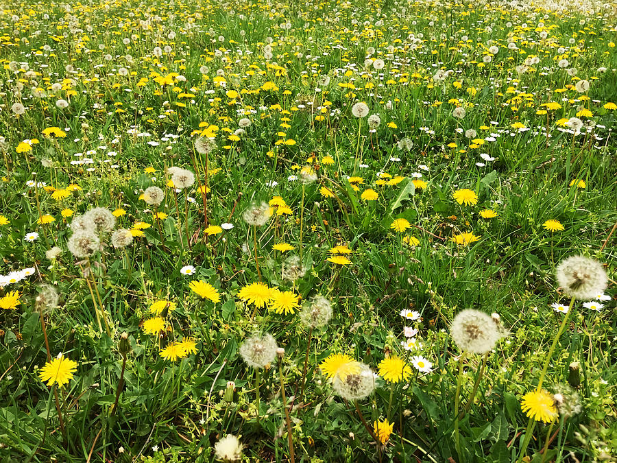 Dandelions Poster Painting by Selina Wendy - Fine Art America