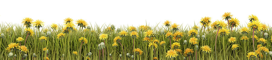 Dandelions viewed from the side, isolated on a white background 3D Render Photograph by Andrew Dernie